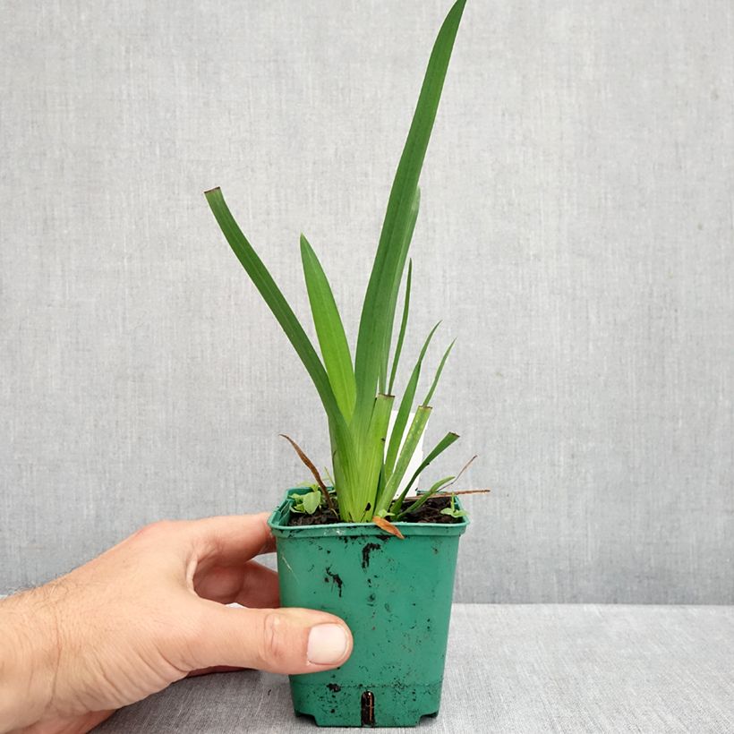 Esimerkki syksyllä toimitetusta Schizostylis coccinea Rosea 8/9 cm taimiruukku-taimesta
