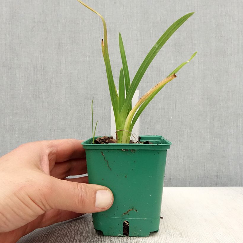 Esimerkki keväällä toimitetusta Schizostylis coccinea Rosea Taimiruukku 8/9 cm-taimesta