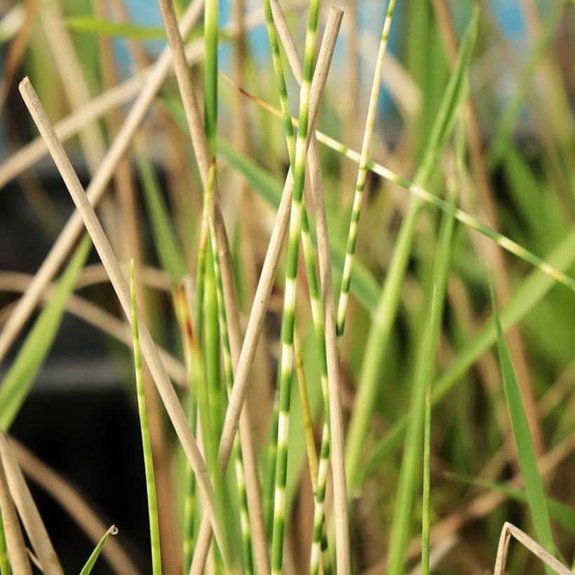 Schoenoplectus lacustris subsp tabernaemontani Zebrinus (Lehvistö)