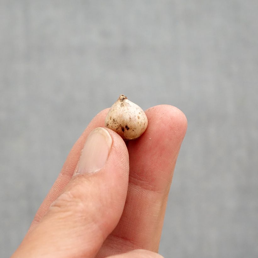 Esimerkki keväällä toimitetusta Pikkusinililja Rosea Bulbe size 4+-taimesta