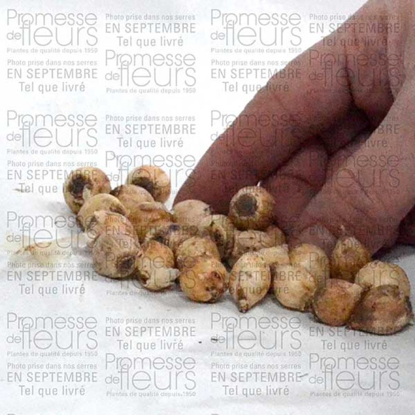 Esimerkki toimitetusta Scille bifolia Bulbe calibre 4+-taimesta