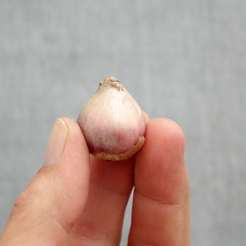 Esimerkki keväällä toimitetusta Espanjansinililja Rosea Sipuli Koko 8/10-taimesta