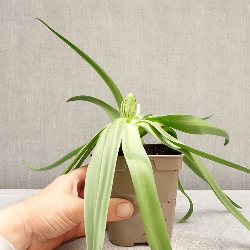 Esimerkki keväällä toimitetusta Isosinililja - Scilla peruviana 12 cm / 13 cm ruukku Koko 16/18-taimesta