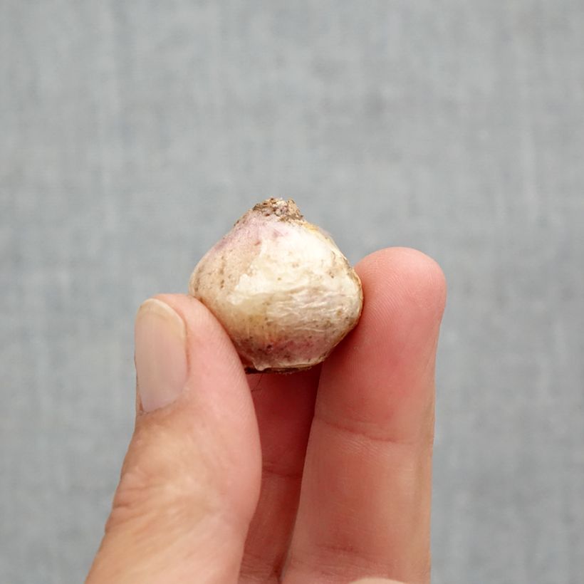 Esimerkki keväällä toimitetusta Persiansinililja Tubergeniana Bulbe size 8+-taimesta