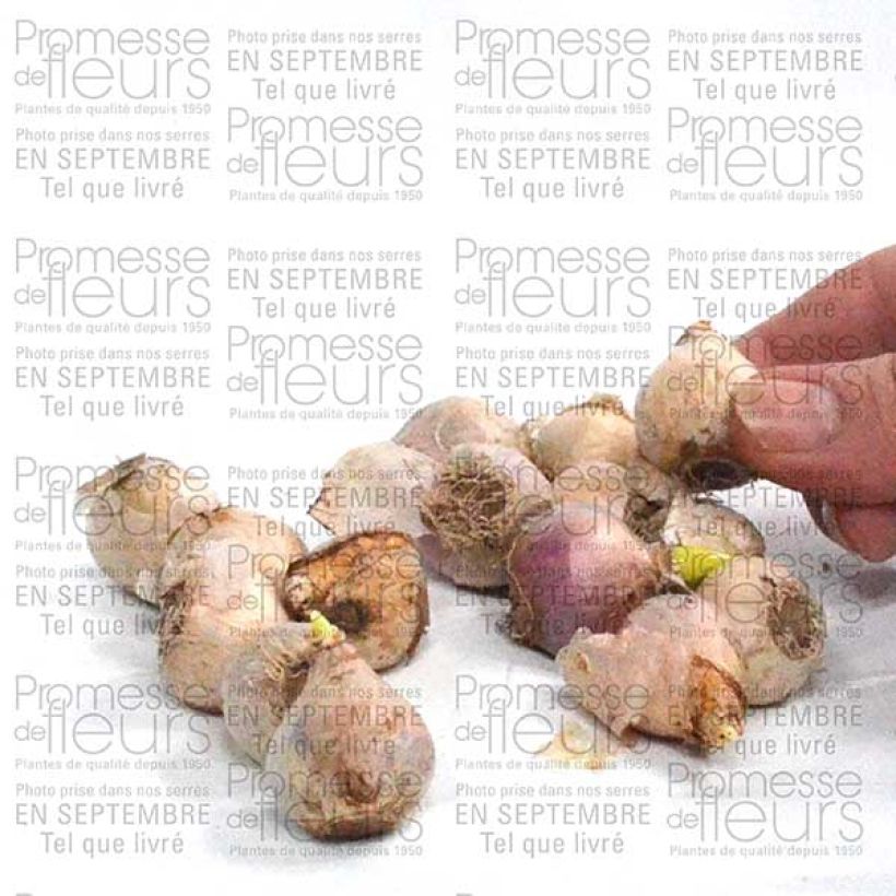 Esimerkki toimitetusta Scille de Sibérie - Scilla siberica Alba Bulbe calibre 8+-taimesta