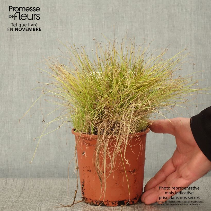 Esimerkki syksyllä toimitetusta Scirpus ou isolepis cernua cernuus Fiber Optic Grass 1 litran / 1,5 litran ruukku-taimesta