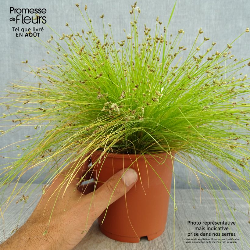 Esimerkki kesällä toimitetusta Scirpus ou isolepis cernua cernuus Fiber Optic Grass Ruukku 1L / 1,5L-taimesta