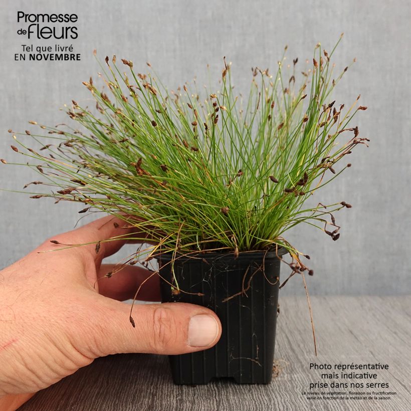 Esimerkki syksyllä toimitetusta Scirpus ou isolepis cernua cernuus Fiber Optic Grass 7/8 cm taimiruukku-taimesta