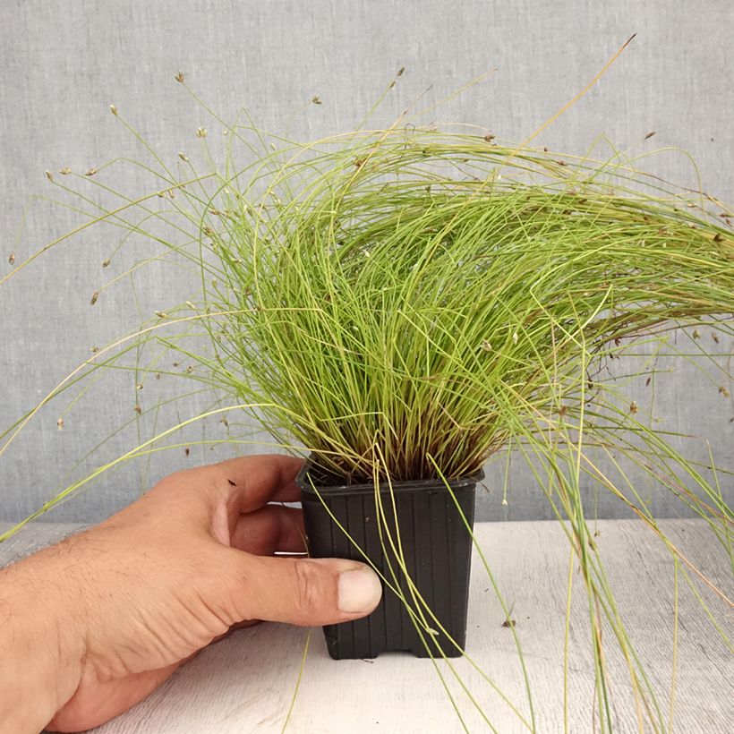 Esimerkki kesällä toimitetusta Scirpus ou isolepis cernua cernuus Fiber Optic Grass Taimiruukku 7/8 cm-taimesta