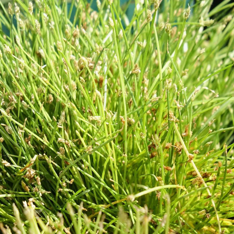 Kaisla - Scirpus isolepsis (Lehvistö)