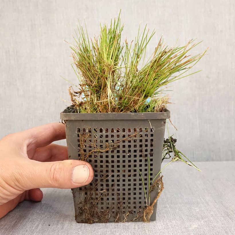 Esimerkki syksyllä toimitetusta Kaisla - Scirpus isolepsis 1 litran / 1,5 litran ruukku-taimesta