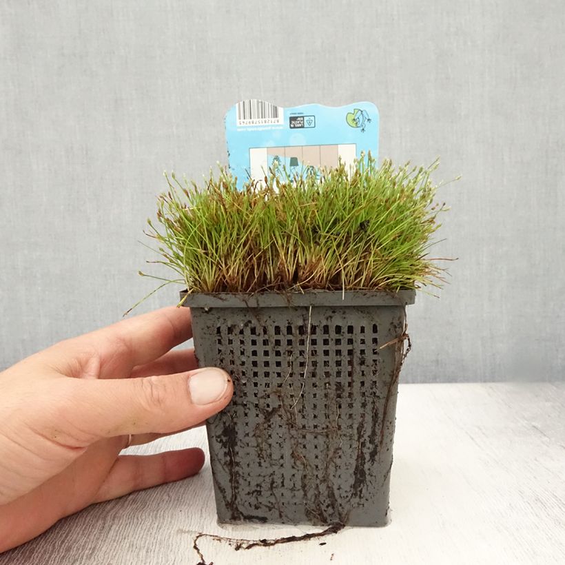 Esimerkki kesällä toimitetusta Kaisla - Scirpus isolepsis 1 litran / 1,5 litran ruukku-taimesta