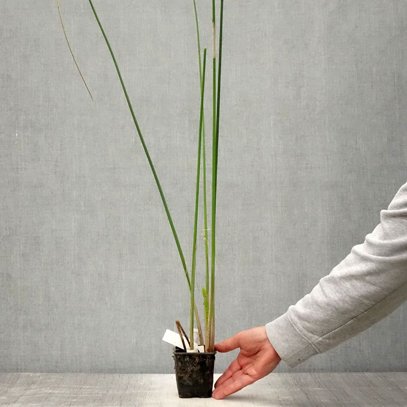 Esimerkki kesällä toimitetusta Kaisla - Scirpus mucronatus 8/9 cm taimiruukku-taimesta
