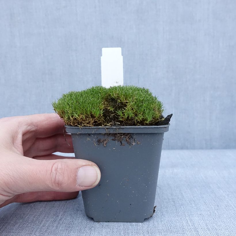 Esimerkki talvella toimitetusta Scleranthus uniflorus Bronze Godet de 8/9 cm-taimesta