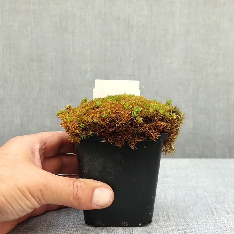 Esimerkki keväällä toimitetusta Scleranthus uniflorus Bronze Taimiruukku 8/9 cm-taimesta