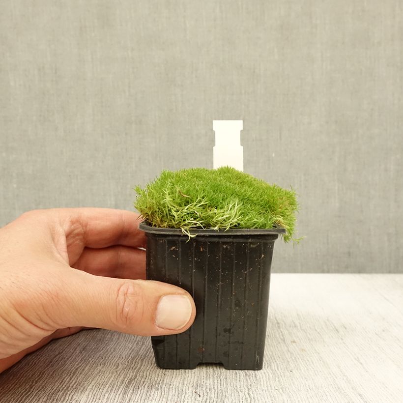 Esimerkki syksyllä toimitetusta Scleranthus uniflorus 8/9 cm taimiruukku-taimesta
