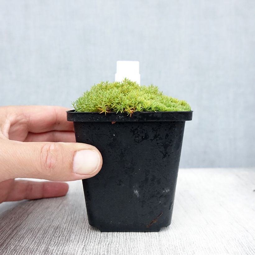 Esimerkki kesällä toimitetusta Scleranthus uniflorus Godet de 8/9 cm-taimesta