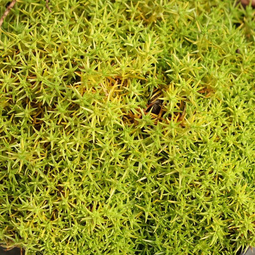 Scleranthus uniflorus (Lehvistö)