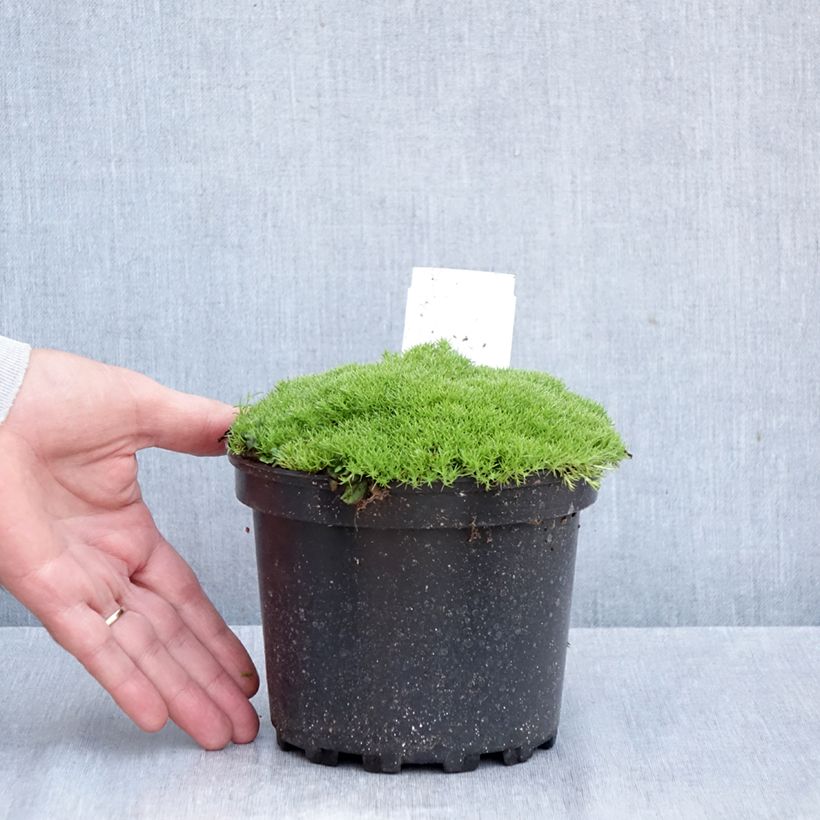 Esimerkki syksyllä toimitetusta Scleranthus uniflorus 1,5 litran / 2 litran kannu-taimesta