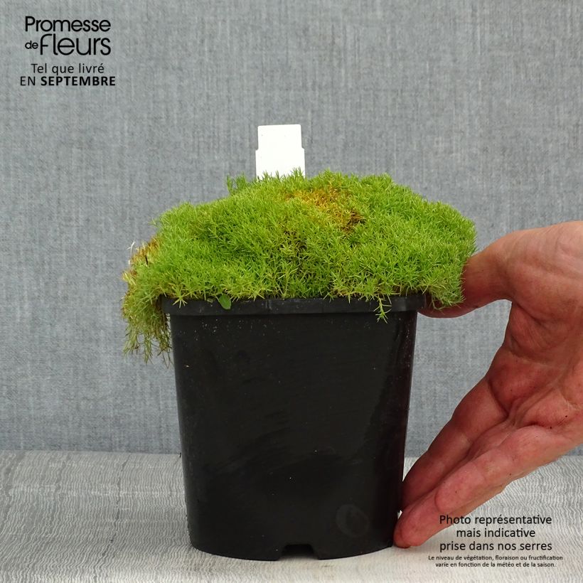 Esimerkki kesällä toimitetusta Scleranthus uniflorus Pot de 1,5L/2L-taimesta
