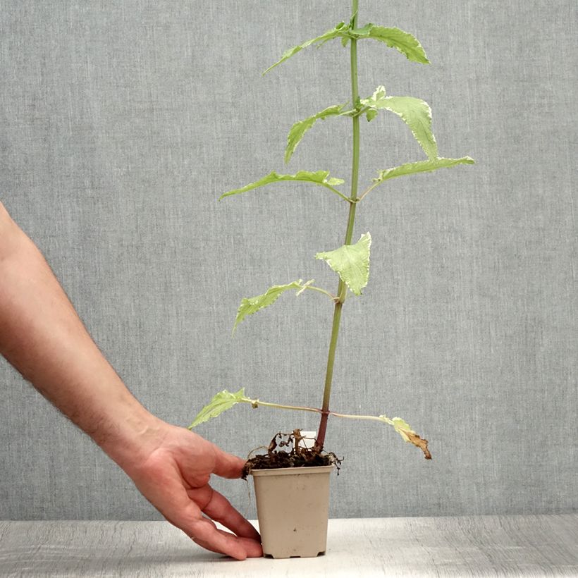 Esimerkki kesällä toimitetusta Rantasyyläjuuri Variegata Godet de 8/9 cm-taimesta