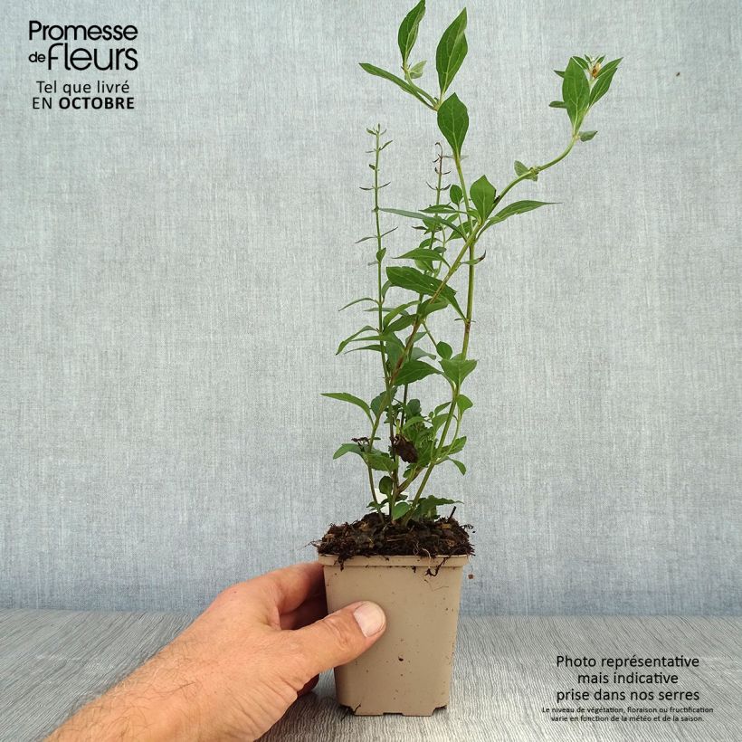 Esimerkki syksyllä toimitetusta Hopeavuohennokka - Scutellaria incana 8/9 cm taimiruukku-taimesta