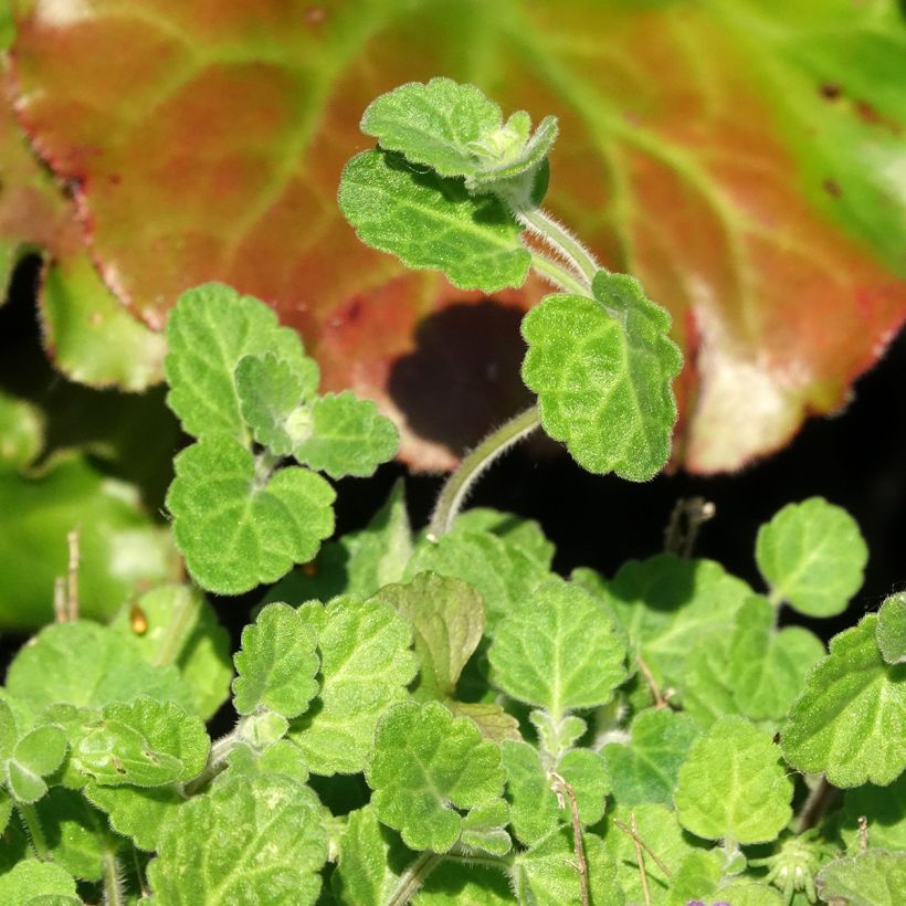 Vuohennokka Parviflora (Lehvistö)