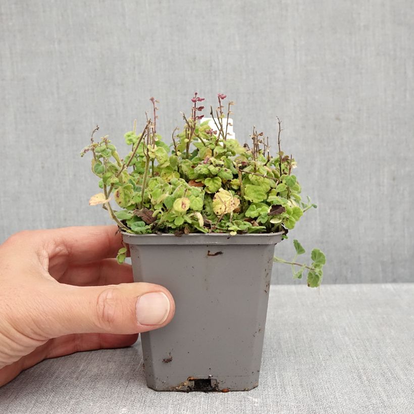 Esimerkki syksyllä toimitetusta Vuohennokka Parviflora 8/9 cm taimiruukku-taimesta