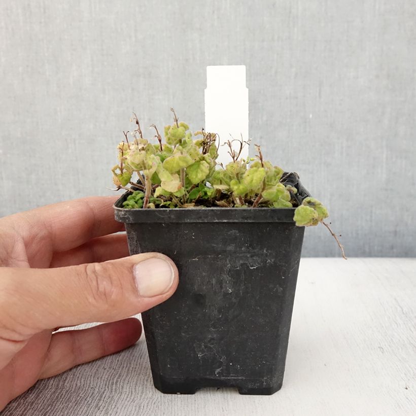 Esimerkki kesällä toimitetusta Vuohennokka Parviflora 8/9 cm taimiruukku-taimesta