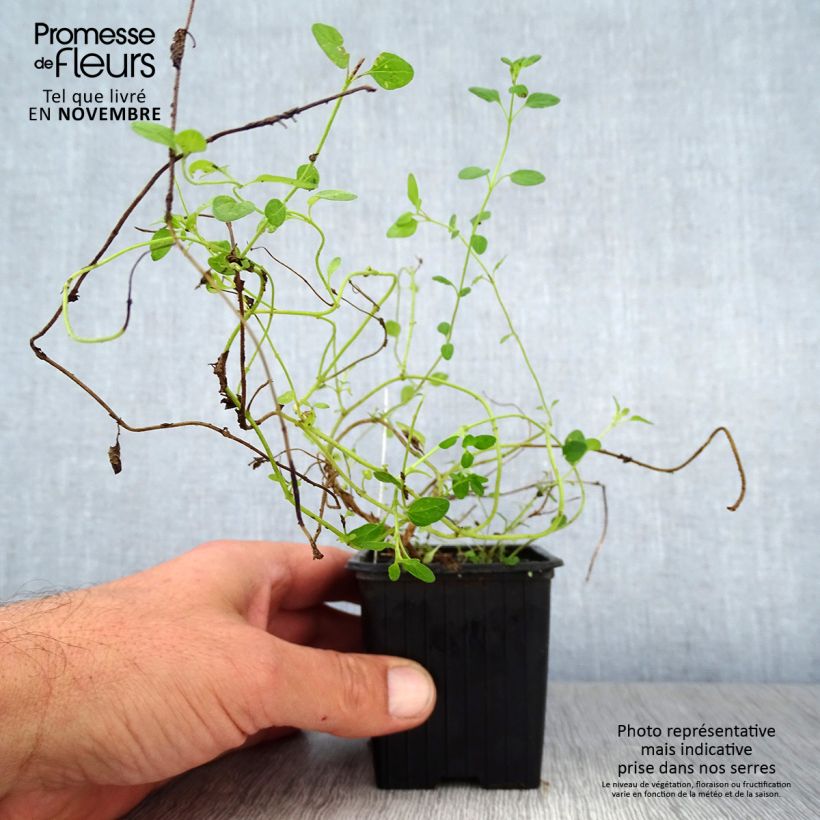 Esimerkki syksyllä toimitetusta Vuohennokka - Scutellaria suffrutescens 8/9 cm taimiruukku-taimesta