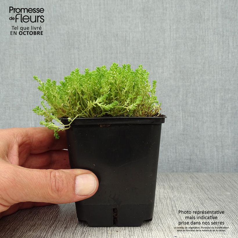 Esimerkki syksyllä toimitetusta Keltamaksaruoho Yellow Queen 8/9 cm taimiruukku-taimesta