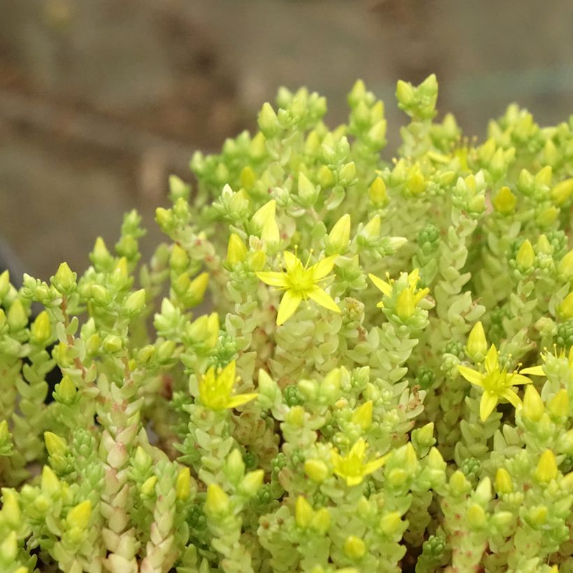 Keltamaksaruoho Yellow Queen (Lehvistö)