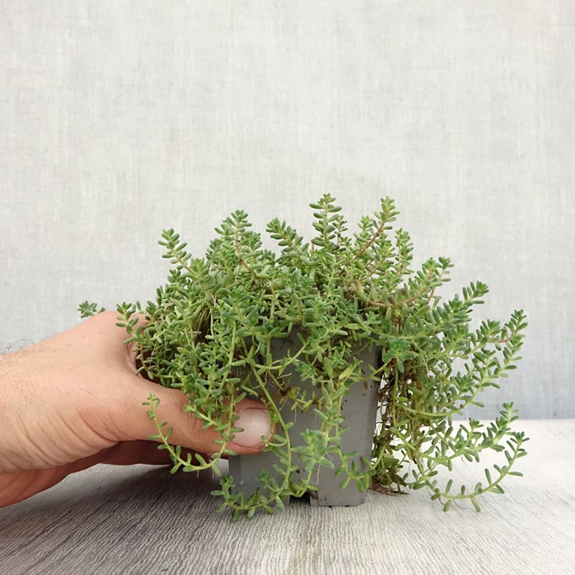 Esimerkki syksyllä toimitetusta Valkomaksaruoho - Sedum album var. murale 8/9 cm taimiruukku-taimesta