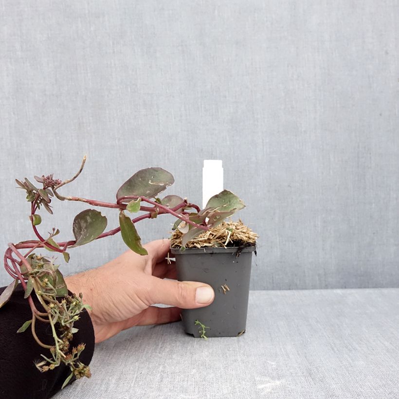 Esimerkki syksyllä toimitetusta Syysmaksaruoho Black Knight 7/8 cm taimiruukku-taimesta