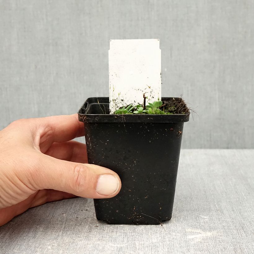 Esimerkki syksyllä toimitetusta Japaninmaksaruoho Robustum 8/9 cm taimiruukku-taimesta