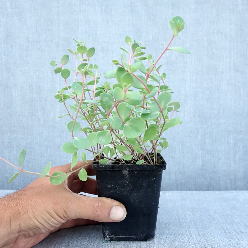 Esimerkki kesällä toimitetusta Japaninmaksaruoho Robustum Taimiruukku 8/9 cm-taimesta