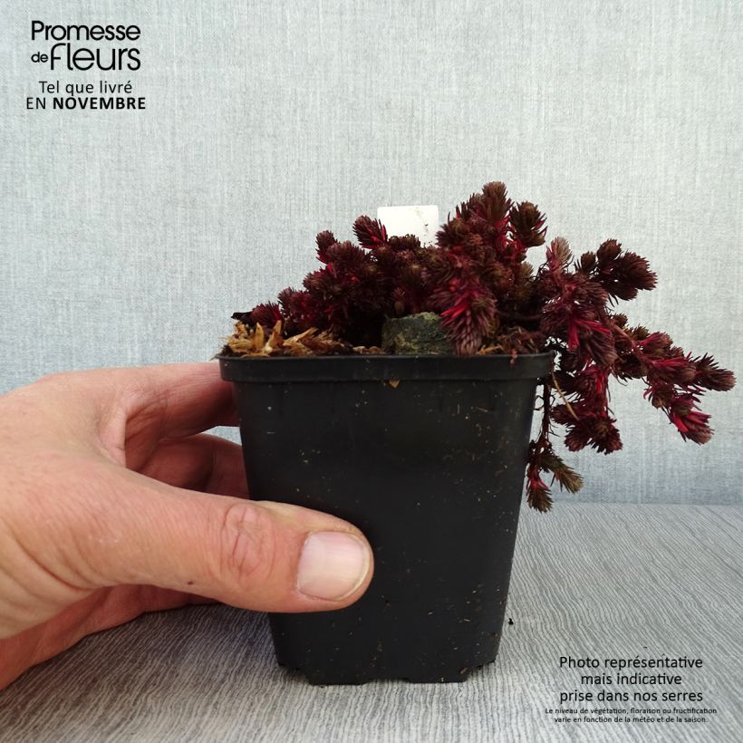 Esimerkki syksyllä toimitetusta Keltamaksaruoho Chocolate Ball 8/9 cm taimiruukku-taimesta