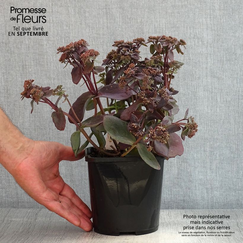 Esimerkki kesällä toimitetusta Isomaksaruoho Chocolate Cherry Pot de 2L/3L-taimesta