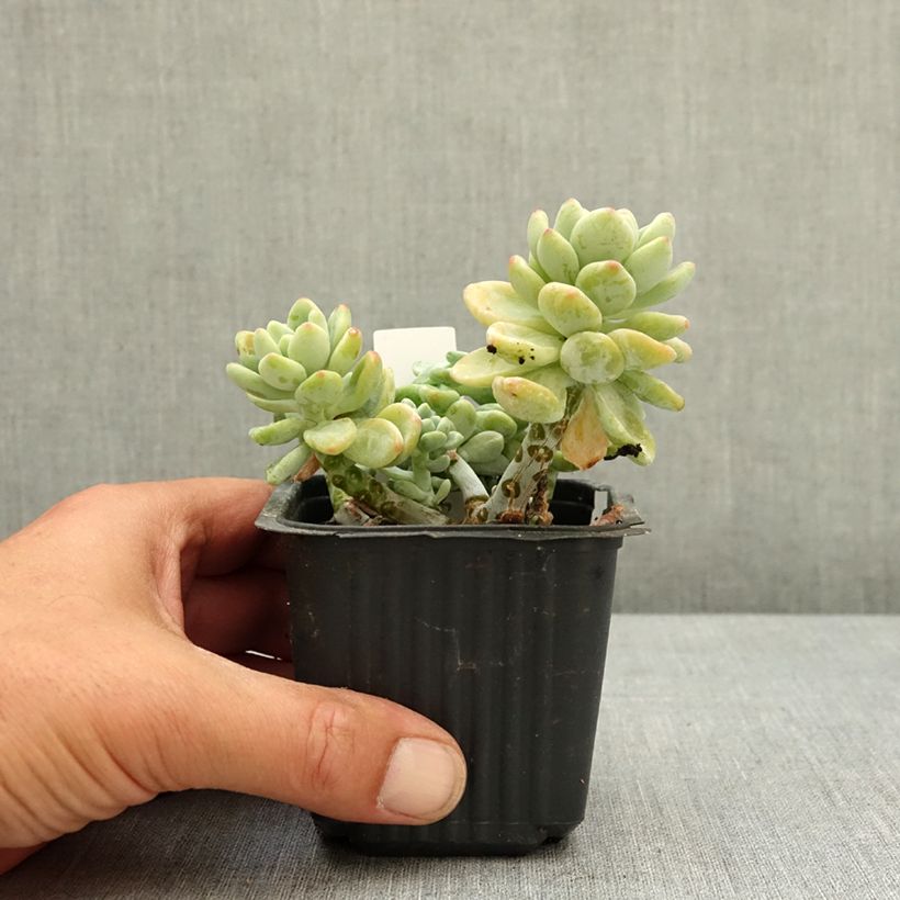 Esimerkki keväällä toimitetusta Syysmaksaruoho - Sedum clavatum 8/9 cm taimiruukku-taimesta