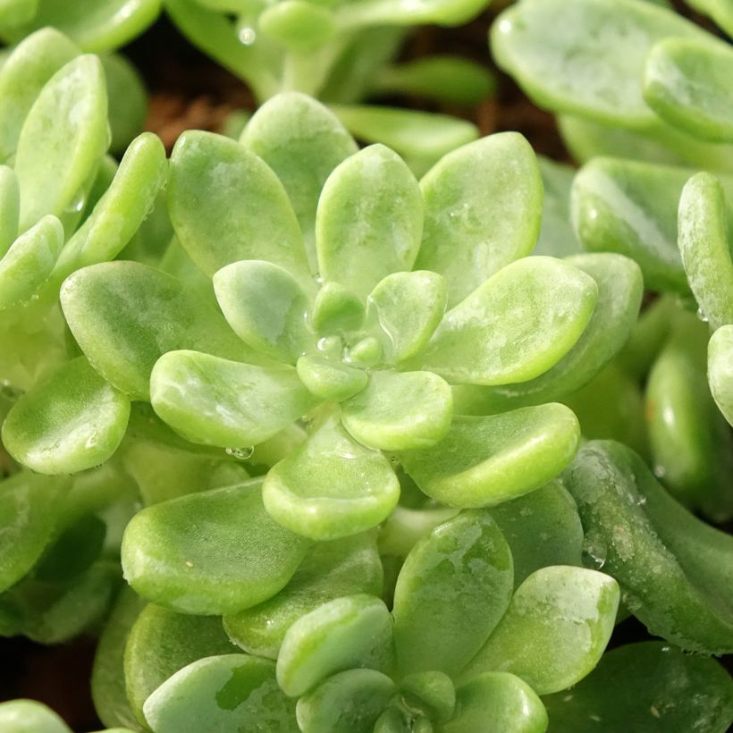 Syysmaksaruoho - Sedum clavatum (Lehvistö)