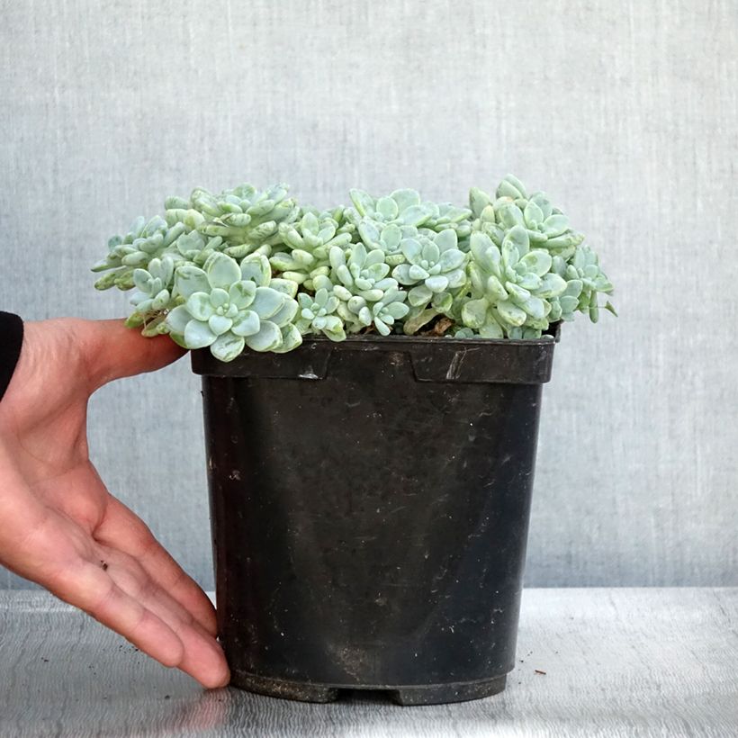 Esimerkki syksyllä toimitetusta Syysmaksaruoho - Sedum clavatum 3 litran/4 litran ruukku-taimesta