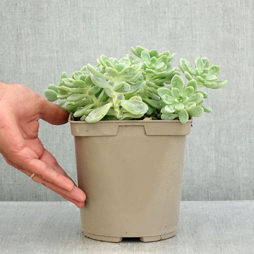Esimerkki kesällä toimitetusta Syysmaksaruoho - Sedum clavatum 3 litran/4 litran ruukku-taimesta