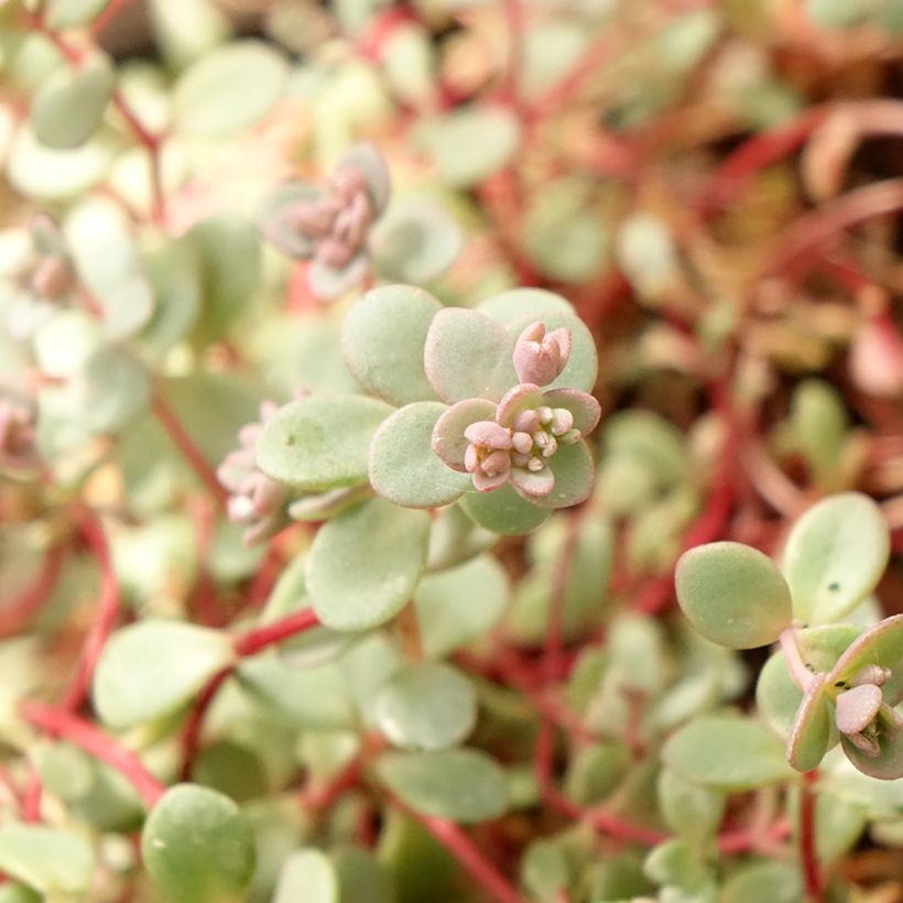 Syysmaksaruoho Rosenteppich (Rose Carpet) (Lehvistö)