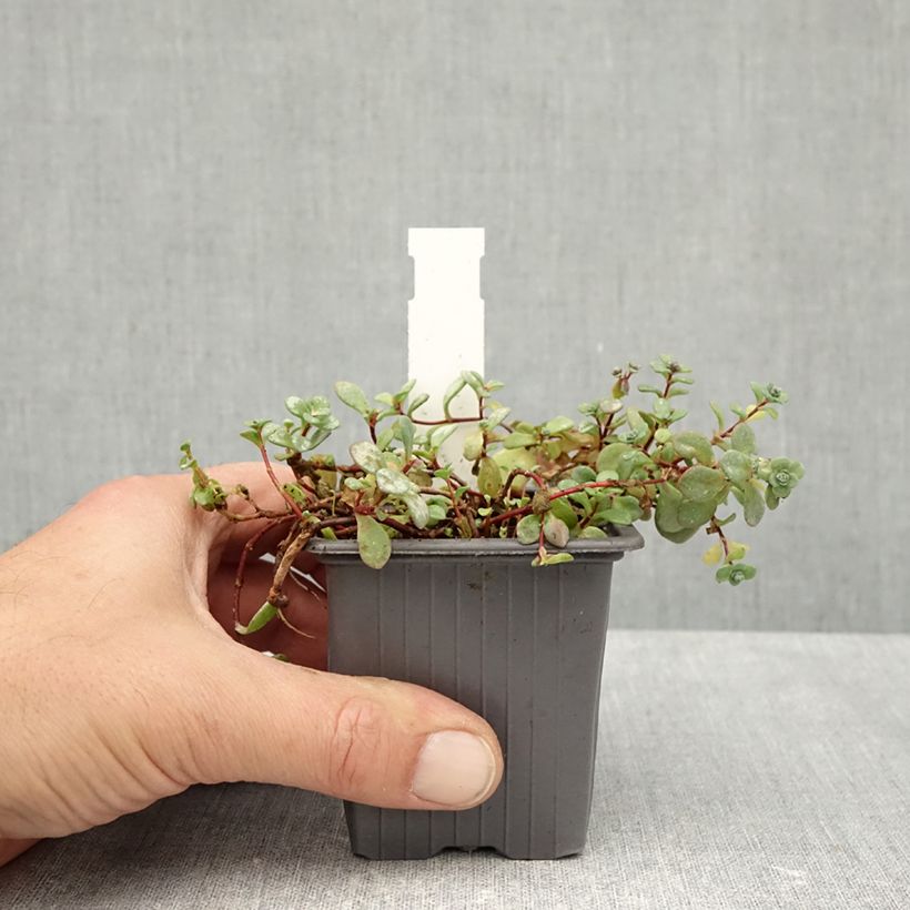 Esimerkki syksyllä toimitetusta Syysmaksaruoho Rosenteppich (Rose Carpet) 8/9 cm taimiruukku-taimesta