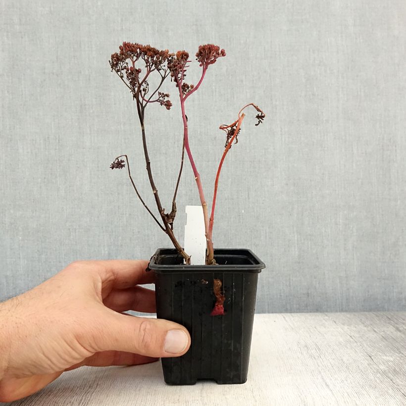 Esimerkki syksyllä toimitetusta Isomaksaruoho Dark Magic 8/9 cm taimiruukku-taimesta