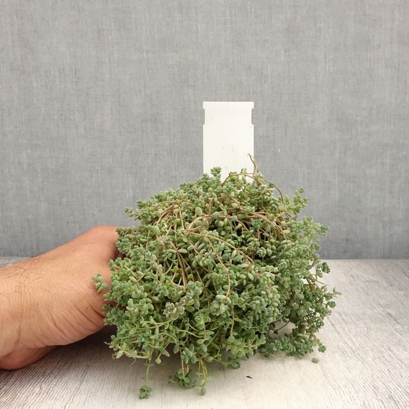 Esimerkki kesällä toimitetusta Nukkamaksaruoho - Sedum dasyphyllum 8/9 cm taimiruukku-taimesta