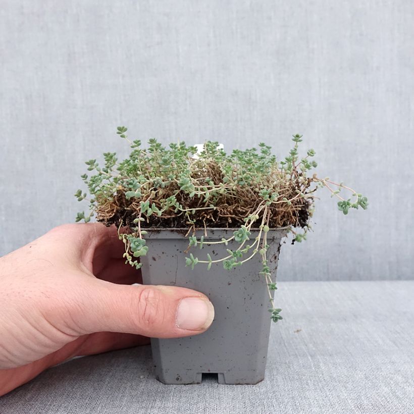 Esimerkki talvella toimitetusta Nukkamaksaruoho - Sedum dasyphyllum 8/9 cm taimiruukku-taimesta