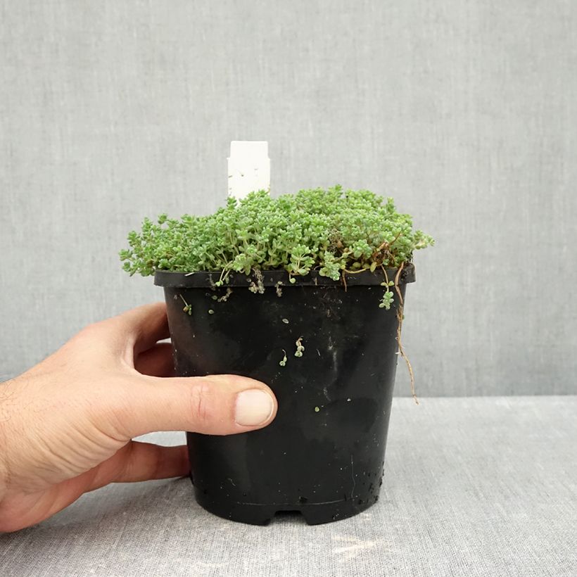 Esimerkki syksyllä toimitetusta Nukkamaksaruoho - Sedum dasyphyllum 1,5 litran / 2 litran kannu-taimesta