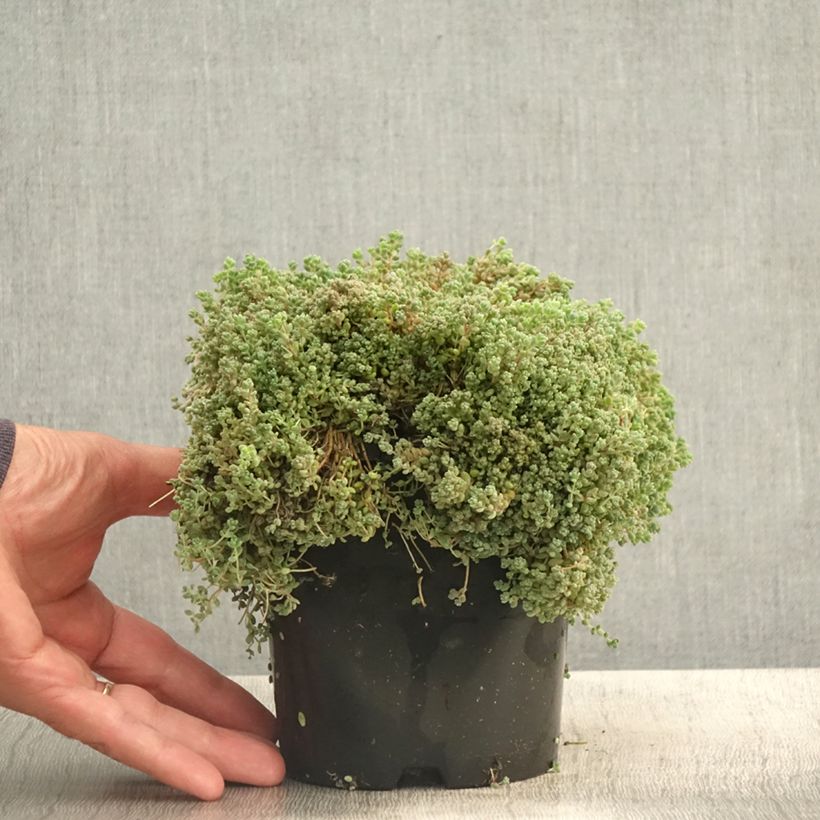 Esimerkki kesällä toimitetusta Nukkamaksaruoho - Sedum dasyphyllum 1,5 litran / 2 litran kannu-taimesta