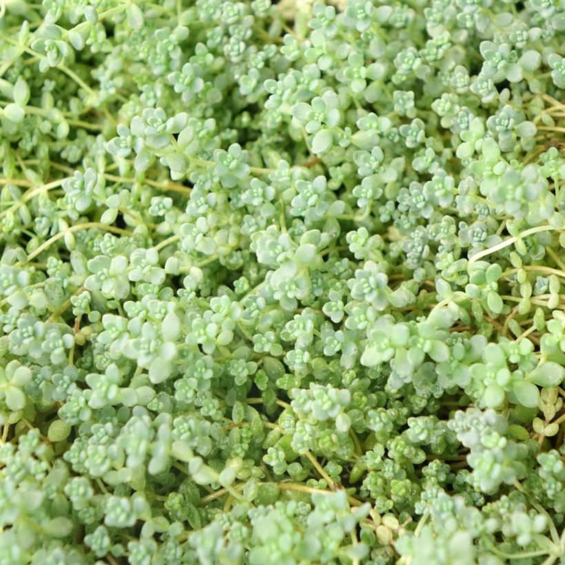 Nukkamaksaruoho - Sedum dasyphyllum (Lehvistö)